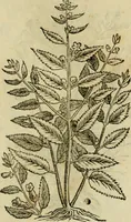 An illustration from Rerum medicarum Novae Hispaniae thesaurus, seu, Plantarum animalium mineralium Mexicanorum historia (1651)