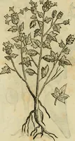 An illustration from Rerum medicarum Novae Hispaniae thesaurus, seu, Plantarum animalium mineralium Mexicanorum historia (1651)