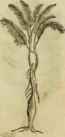 An illustration from Rerum medicarum Novae Hispaniae thesaurus, seu, Plantarum animalium mineralium Mexicanorum historia (1651)