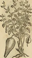 An illustration from Rerum medicarum Novae Hispaniae thesaurus, seu, Plantarum animalium mineralium Mexicanorum historia (1651)