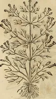 An illustration from Rerum medicarum Novae Hispaniae thesaurus, seu, Plantarum animalium mineralium Mexicanorum historia (1651)