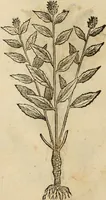 An illustration from Rerum medicarum Novae Hispaniae thesaurus, seu, Plantarum animalium mineralium Mexicanorum historia (1651)