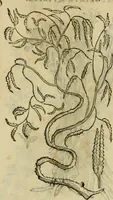 An illustration from Rerum medicarum Novae Hispaniae thesaurus, seu, Plantarum animalium mineralium Mexicanorum historia (1651)