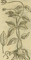 An illustration from Rerum medicarum Novae Hispaniae thesaurus, seu, Plantarum animalium mineralium Mexicanorum historia (1651)