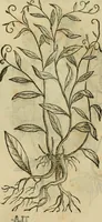 An illustration from Rerum medicarum Novae Hispaniae thesaurus, seu, Plantarum animalium mineralium Mexicanorum historia (1651)