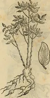 An illustration from Rerum medicarum Novae Hispaniae thesaurus, seu, Plantarum animalium mineralium Mexicanorum historia (1651)