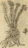 An illustration from Rerum medicarum Novae Hispaniae thesaurus, seu, Plantarum animalium mineralium Mexicanorum historia (1651)
