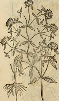 An illustration from Rerum medicarum Novae Hispaniae thesaurus, seu, Plantarum animalium mineralium Mexicanorum historia (1651)