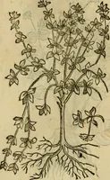 An illustration from Rerum medicarum Novae Hispaniae thesaurus, seu, Plantarum animalium mineralium Mexicanorum historia (1651)
