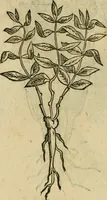 An illustration from Rerum medicarum Novae Hispaniae thesaurus, seu, Plantarum animalium mineralium Mexicanorum historia (1651)