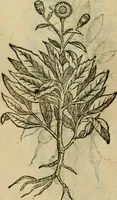 An illustration from Rerum medicarum Novae Hispaniae thesaurus, seu, Plantarum animalium mineralium Mexicanorum historia (1651)