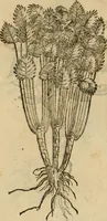 An illustration from Rerum medicarum Novae Hispaniae thesaurus, seu, Plantarum animalium mineralium Mexicanorum historia (1651)