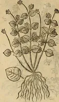 An illustration from Rerum medicarum Novae Hispaniae thesaurus, seu, Plantarum animalium mineralium Mexicanorum historia (1651)