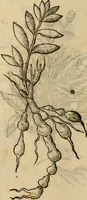 An illustration from Rerum medicarum Novae Hispaniae thesaurus, seu, Plantarum animalium mineralium Mexicanorum historia (1651)