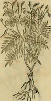 An illustration from Rerum medicarum Novae Hispaniae thesaurus, seu, Plantarum animalium mineralium Mexicanorum historia (1651)