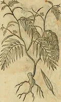 An illustration from Rerum medicarum Novae Hispaniae thesaurus, seu, Plantarum animalium mineralium Mexicanorum historia (1651)