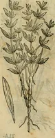 An illustration from Rerum medicarum Novae Hispaniae thesaurus, seu, Plantarum animalium mineralium Mexicanorum historia (1651)