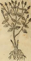 An illustration from Rerum medicarum Novae Hispaniae thesaurus, seu, Plantarum animalium mineralium Mexicanorum historia (1651)