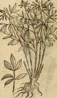 An illustration from Rerum medicarum Novae Hispaniae thesaurus, seu, Plantarum animalium mineralium Mexicanorum historia (1651)