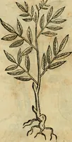 An illustration from Rerum medicarum Novae Hispaniae thesaurus, seu, Plantarum animalium mineralium Mexicanorum historia (1651)