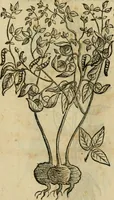 An illustration from Rerum medicarum Novae Hispaniae thesaurus, seu, Plantarum animalium mineralium Mexicanorum historia (1651)