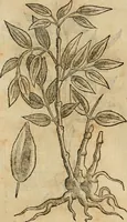 An illustration from Rerum medicarum Novae Hispaniae thesaurus, seu, Plantarum animalium mineralium Mexicanorum historia (1651)