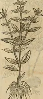 An illustration from Rerum medicarum Novae Hispaniae thesaurus, seu, Plantarum animalium mineralium Mexicanorum historia (1651)