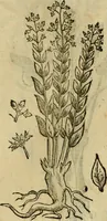 An illustration from Rerum medicarum Novae Hispaniae thesaurus, seu, Plantarum animalium mineralium Mexicanorum historia (1651)