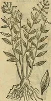 An illustration from Rerum medicarum Novae Hispaniae thesaurus, seu, Plantarum animalium mineralium Mexicanorum historia (1651)