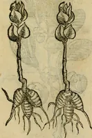 An illustration from Rerum medicarum Novae Hispaniae thesaurus, seu, Plantarum animalium mineralium Mexicanorum historia (1651)