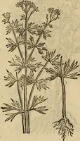 An illustration from Rerum medicarum Novae Hispaniae thesaurus, seu, Plantarum animalium mineralium Mexicanorum historia (1651)
