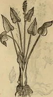 An illustration from Rerum medicarum Novae Hispaniae thesaurus, seu, Plantarum animalium mineralium Mexicanorum historia (1651)