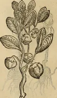 An illustration from Rerum medicarum Novae Hispaniae thesaurus, seu, Plantarum animalium mineralium Mexicanorum historia (1651)
