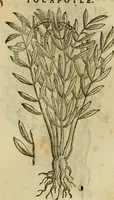An illustration from Rerum medicarum Novae Hispaniae thesaurus, seu, Plantarum animalium mineralium Mexicanorum historia (1651)