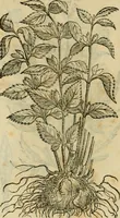 An illustration from Rerum medicarum Novae Hispaniae thesaurus, seu, Plantarum animalium mineralium Mexicanorum historia (1651)