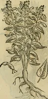 An illustration from Rerum medicarum Novae Hispaniae thesaurus, seu, Plantarum animalium mineralium Mexicanorum historia (1651)