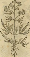 An illustration from Rerum medicarum Novae Hispaniae thesaurus, seu, Plantarum animalium mineralium Mexicanorum historia (1651)