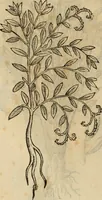 An illustration from Rerum medicarum Novae Hispaniae thesaurus, seu, Plantarum animalium mineralium Mexicanorum historia (1651)
