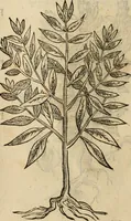 An illustration from Rerum medicarum Novae Hispaniae thesaurus, seu, Plantarum animalium mineralium Mexicanorum historia (1651)