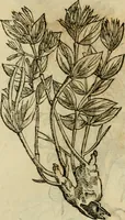 An illustration from Rerum medicarum Novae Hispaniae thesaurus, seu, Plantarum animalium mineralium Mexicanorum historia (1651)
