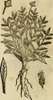 An illustration from Rerum medicarum Novae Hispaniae thesaurus, seu, Plantarum animalium mineralium Mexicanorum historia (1651)