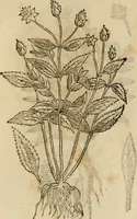 An illustration from Rerum medicarum Novae Hispaniae thesaurus, seu, Plantarum animalium mineralium Mexicanorum historia (1651)