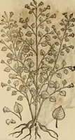 An illustration from Rerum medicarum Novae Hispaniae thesaurus, seu, Plantarum animalium mineralium Mexicanorum historia (1651)