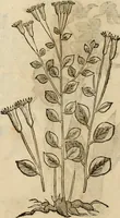 An illustration from Rerum medicarum Novae Hispaniae thesaurus, seu, Plantarum animalium mineralium Mexicanorum historia (1651)