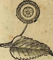 An illustration from Rerum medicarum Novae Hispaniae thesaurus, seu, Plantarum animalium mineralium Mexicanorum historia (1651)