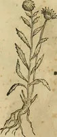 An illustration from Rerum medicarum Novae Hispaniae thesaurus, seu, Plantarum animalium mineralium Mexicanorum historia (1651)