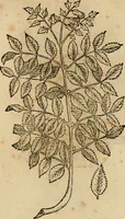 An illustration from Rerum medicarum Novae Hispaniae thesaurus, seu, Plantarum animalium mineralium Mexicanorum historia (1651)
