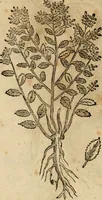 An illustration from Rerum medicarum Novae Hispaniae thesaurus, seu, Plantarum animalium mineralium Mexicanorum historia (1651)
