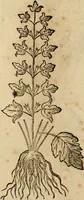 An illustration from Rerum medicarum Novae Hispaniae thesaurus, seu, Plantarum animalium mineralium Mexicanorum historia (1651)