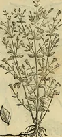 An illustration from Rerum medicarum Novae Hispaniae thesaurus, seu, Plantarum animalium mineralium Mexicanorum historia (1651)